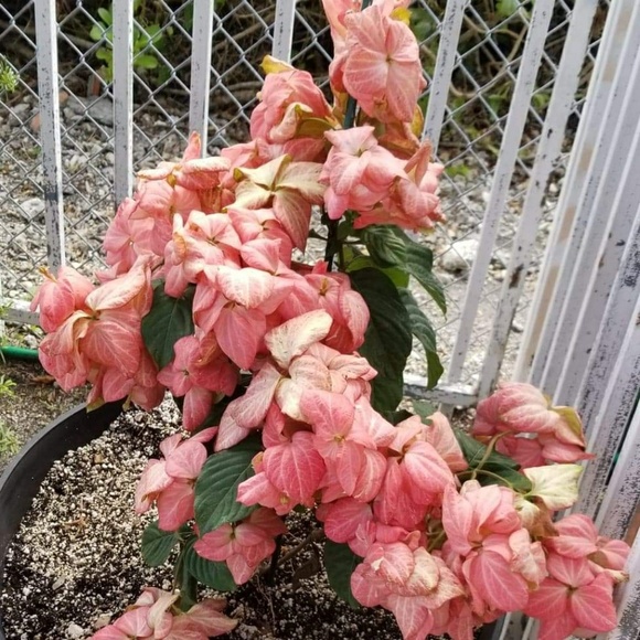 Meet your Posher, Ana iris - Picture 1 of 1